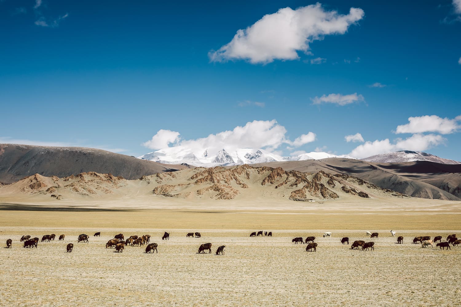 Overland Conservation: Grasslands