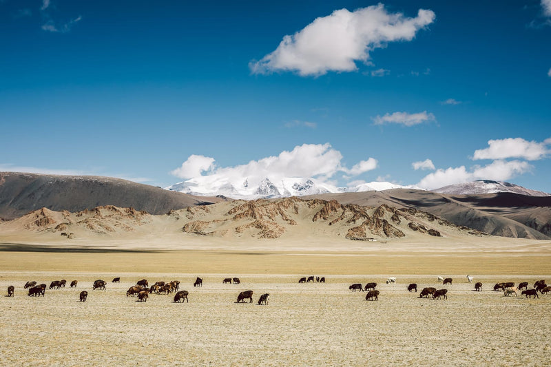 Overland Conservation: Grasslands